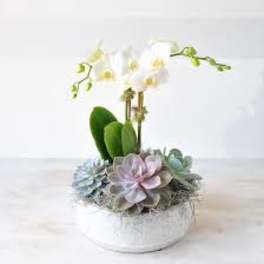 White orchid stems in a low white pot with succulents