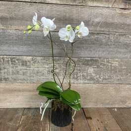 White orchid plant in a black pot with glossy green leaves