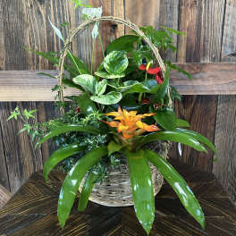 Tropical plant basket with orange and red blooms in a woven handle basket