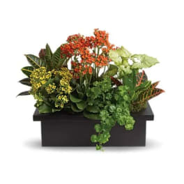 Stylish Plant Assortment