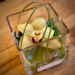 White orchid in a square glass vase with decorative stones