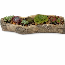 Cement Driftwood Succulent Garden