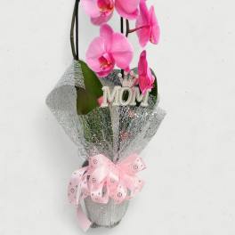 PHALAENOPSIS ORCHID PINK