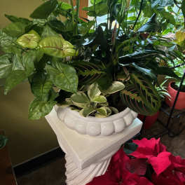 Mixed potted houseplants arranged in a white planter