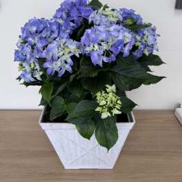 Hydrangea Plant- Blue