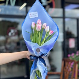 Handheld bouquet of pink and white tulips wrapped in blue paper