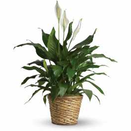 Potted peace lily with white blooms in a woven basket