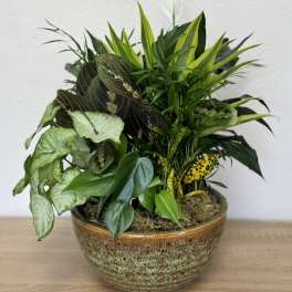 Mixed potted foliage arrangement in a ceramic bowl