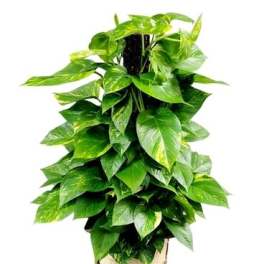 Pothos Pole Ivy