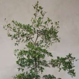 Potted small tree with a slender trunk and green leaves in a round planter