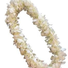 White flower lei garland on a plain background