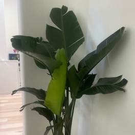 Tall potted tropical plant with large dark green leaves in a white planter