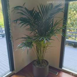 Tall potted palm plant in a gray container
