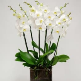 PURE WHITE ORCHID IN SG GLASS