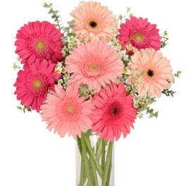 Pink and peach gerbera daisies in a clear glass vase