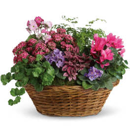 Simply Chic Mixed Plant Basket