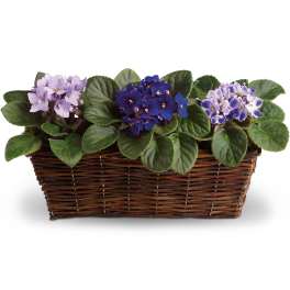 Three blooming African violets in a wicker basket