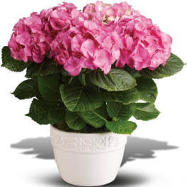 Pink hydrangea plant in a white decorative pot