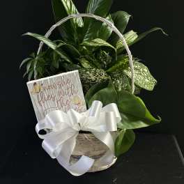 Basket of green houseplants with a white ribbon and a small sign