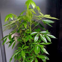 Potted money tree plant with glossy green leaves in a white planter