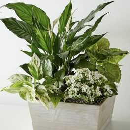 Potted green plant arrangement with white flowers in a rectangular wooden planter