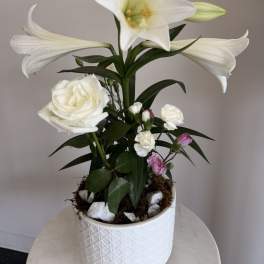 Easter Lily Plant