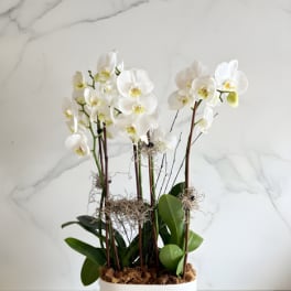 White orchids in a white planter with moss