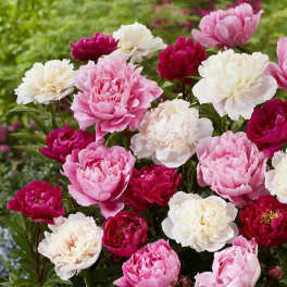 Cluster of pink, white, and deep red peony blooms in a garden