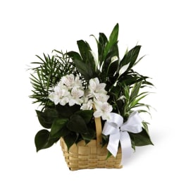 The FTD Peace & Serenity Dishgarden