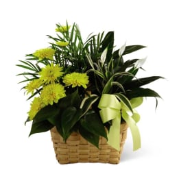 The FTD Loving Light Dishgarden
