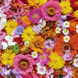 Assorted colorful flowers arranged in a dense flat lay
