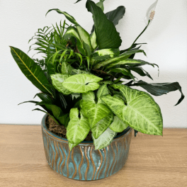Large Dish Garden