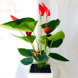 Potted anthurium plant with red blooms in a white square planter