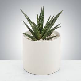 Aloe Plant