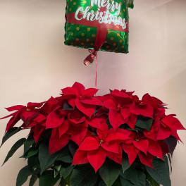 Potted poinsettia arrangement with a Christmas balloon