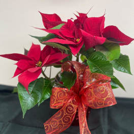 Potted poinsettia with red bracts and a decorative ribbon bow
