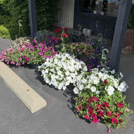 Rows of colorful potted petunias outside a storefront under hanging ferns.