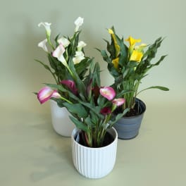 Potted Calla Lily