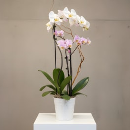 Potted orchid arrangement with white and pink blooms in a white container