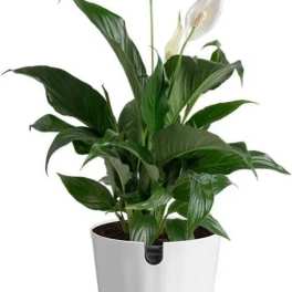Peace Lily Planter