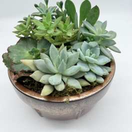 Potted succulent arrangement in a shallow ceramic bowl