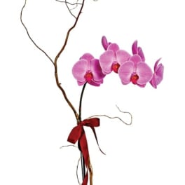 Tall potted pink orchid with curly branches and red ribbon in a black square pot