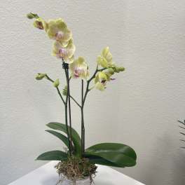 Petite Orchid