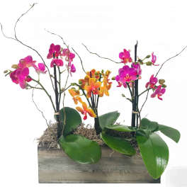 Pink and orange phalaenopsis orchid plants in a rustic wooden rectangular planter.