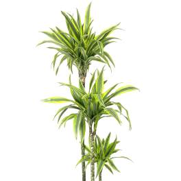 Tall variegated green and yellow houseplant with multiple canes in a black plastic pot