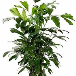 Tall leafy green houseplant in a black plastic pot