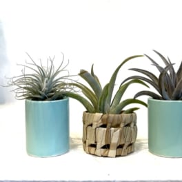 Tilly Trio Green