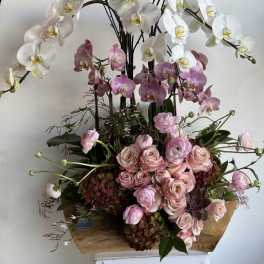 Orchids and Flowers