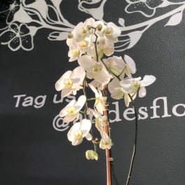 Potted Phalaenopsis Orchid Plant