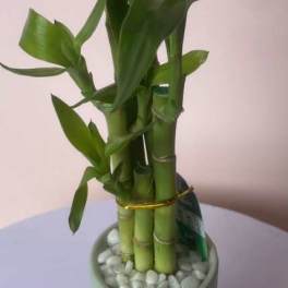 Potted lucky bamboo stalks in a textured ceramic vase with white stones